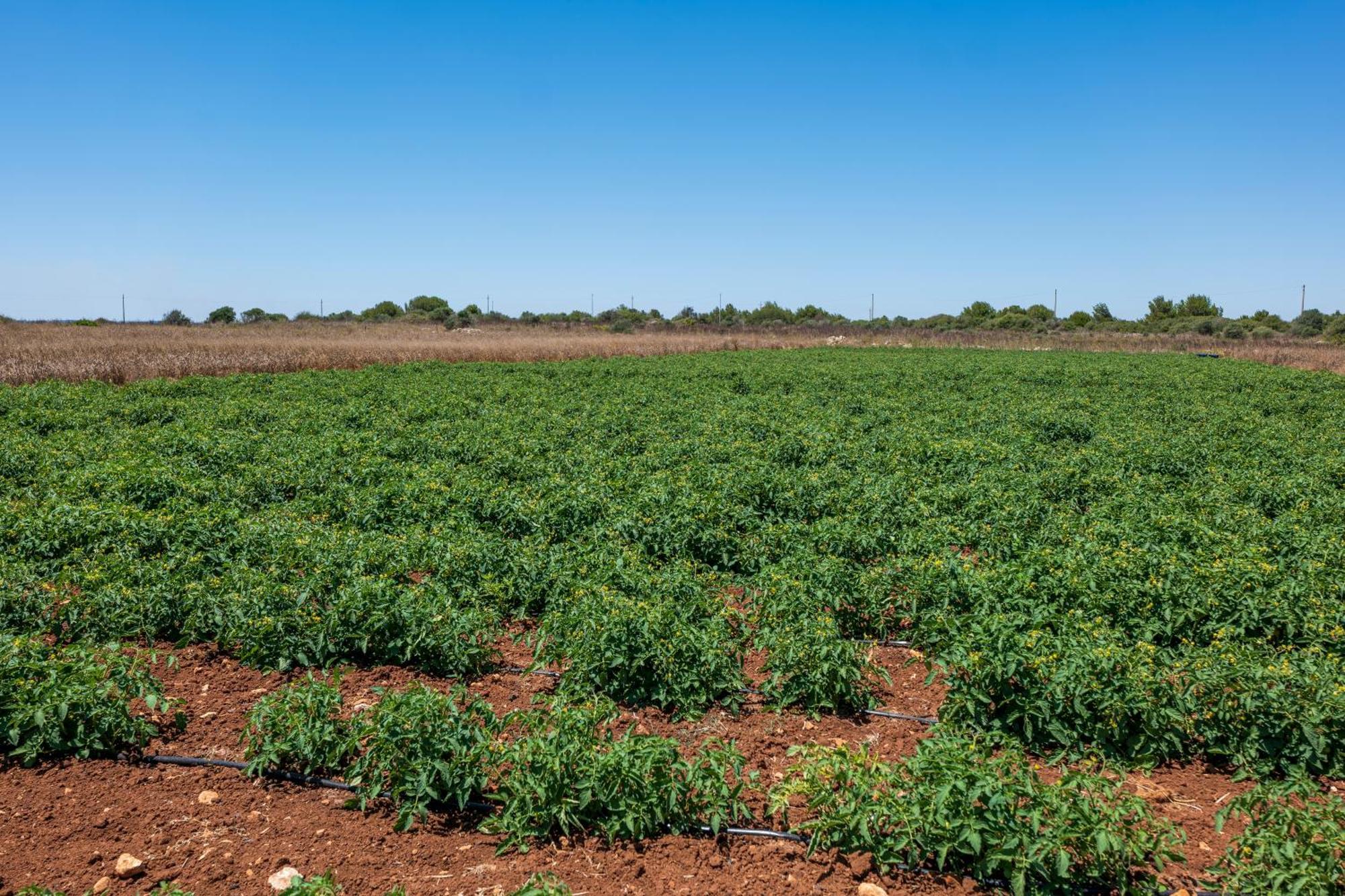 Agriturismo Masseria Le Creste Otranto Esterno foto