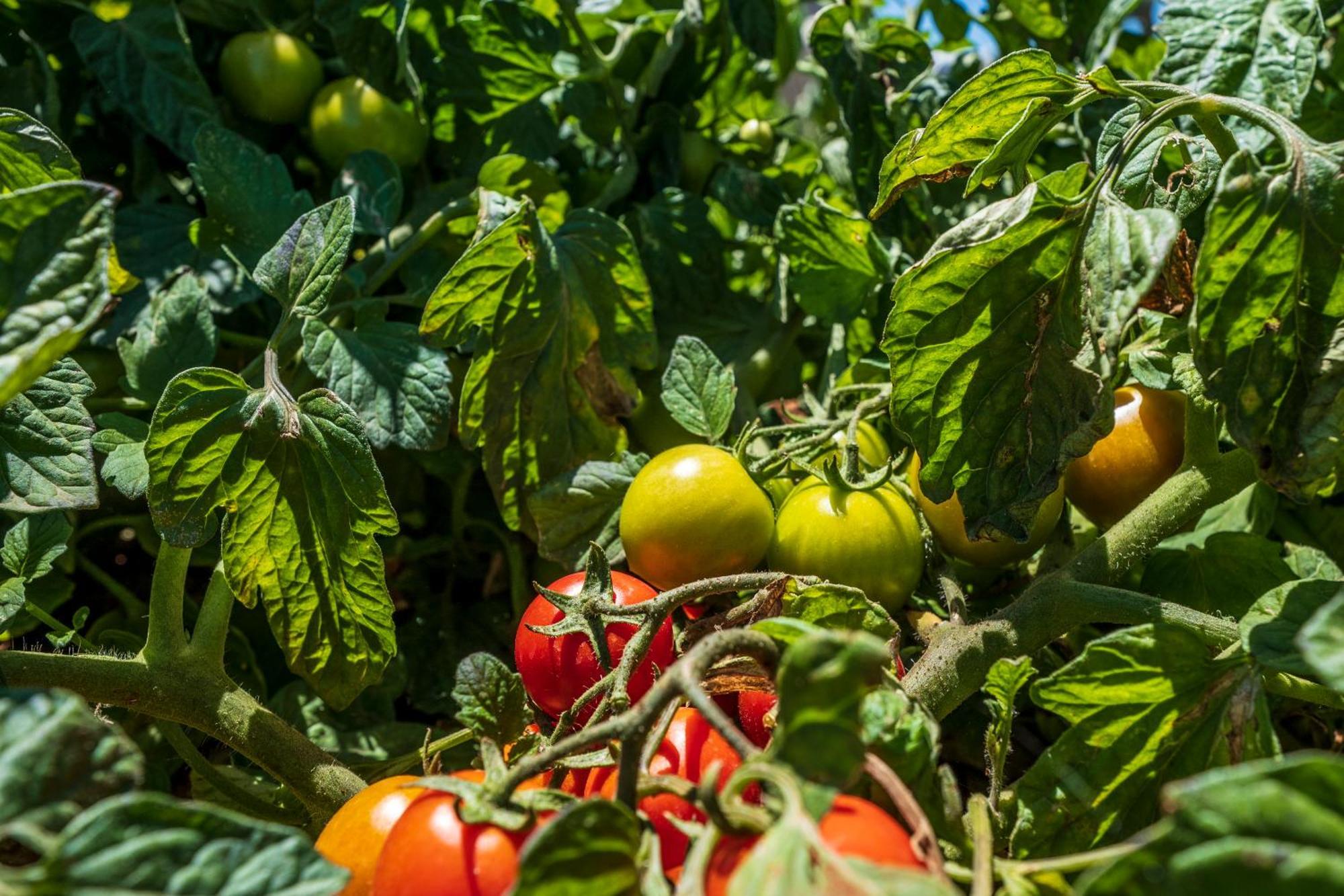 Agriturismo Masseria Le Creste Otranto Esterno foto